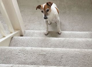 Ein Hund versucht, die Treppe zu erklimmen